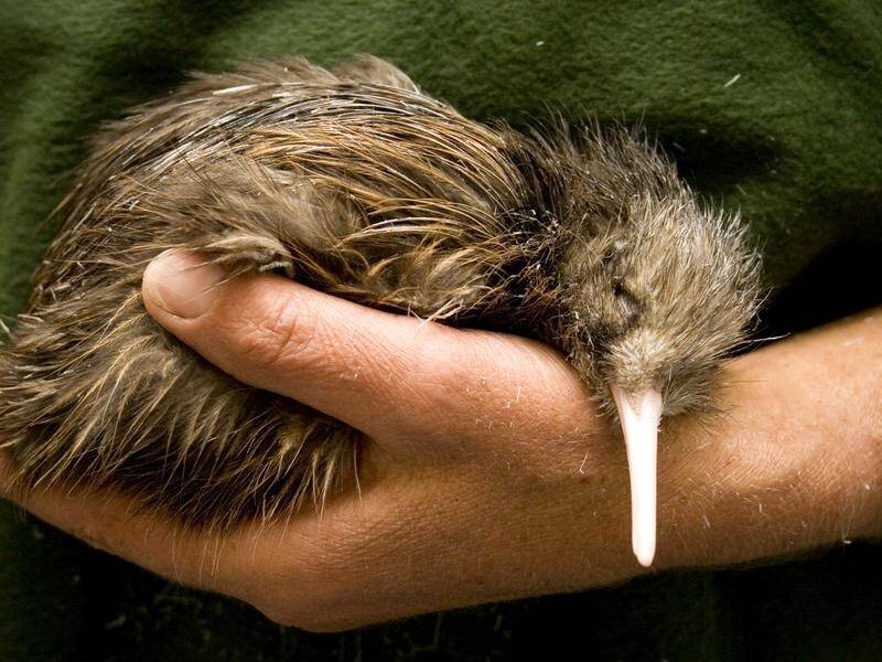 A new report moves the North Island brown kiwi from "At Risk - Declining" to "Not Threatened".