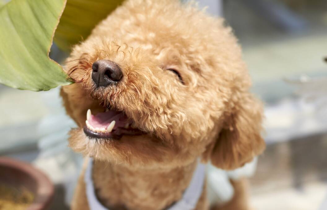 Keep your dog smiling with good dental care.