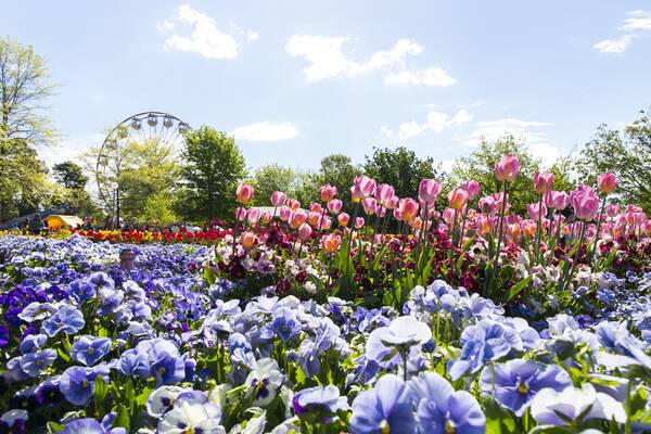 Floriade ... fresh and in full bloom.