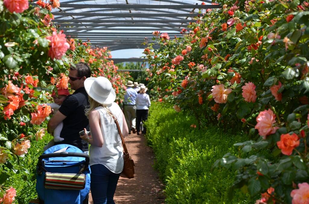 Blooming marvellous - the 2015 Fesitval of Roses is a must see Tassie event.