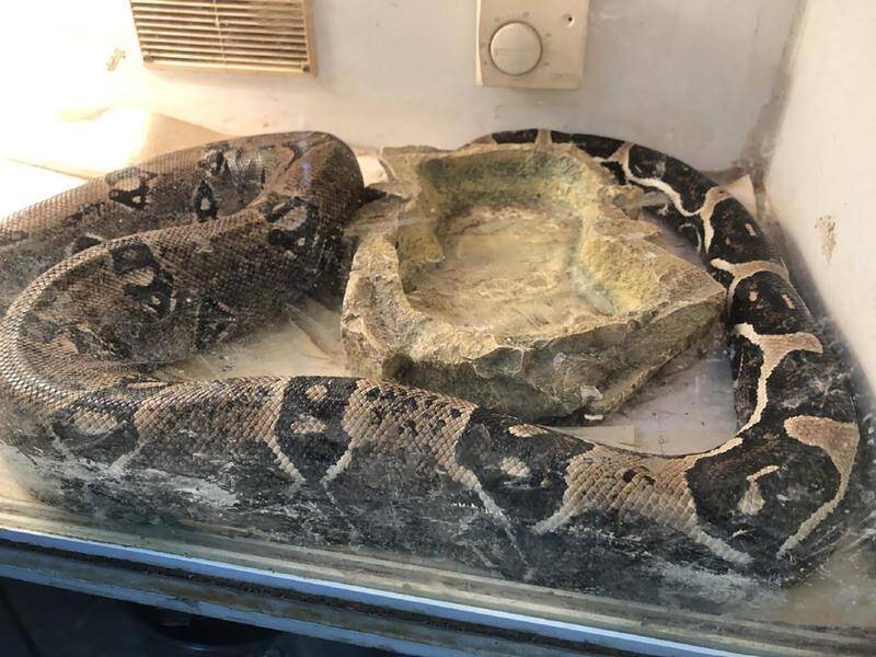 The unlicensed two-metre boa constrictor that set a Victorian man back more than $1200. (PR HANDOUT IMAGE PHOTO)