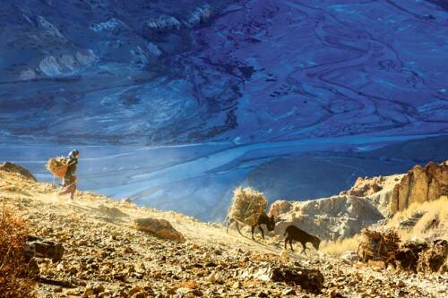 SIMPLE LIFE – A young girl tends donkeys at the Spiti River. Photo: Vikas Panghal