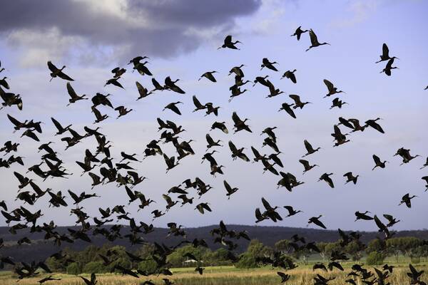 FLOCK TO IT – There are literally hundreds of places around NSW to see birds in their element.