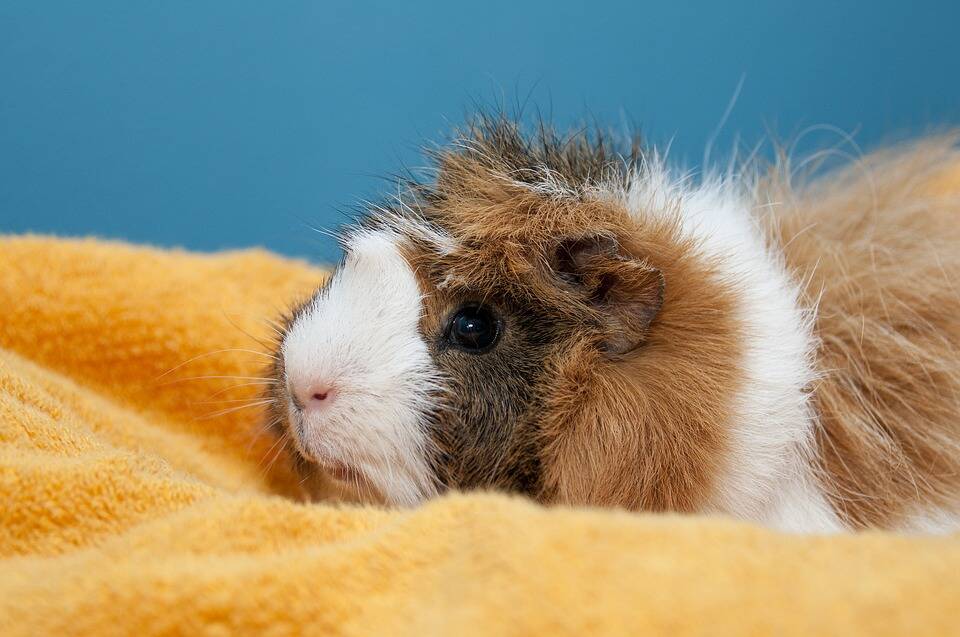 Guinea pigs and rabbits make great apartment pets.