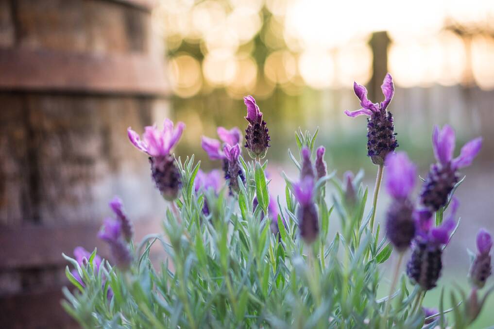 Plant lavender to keep flies away.