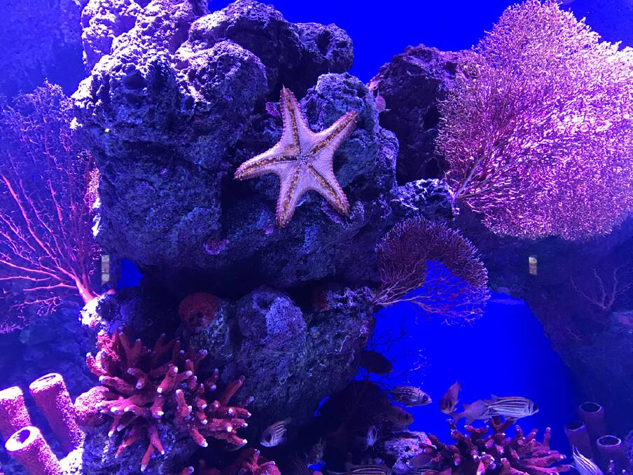 STAR ATTRACTION – See what lives in the Great Barrier Reef at the Cairns Aquarium and Reef Research Centre.