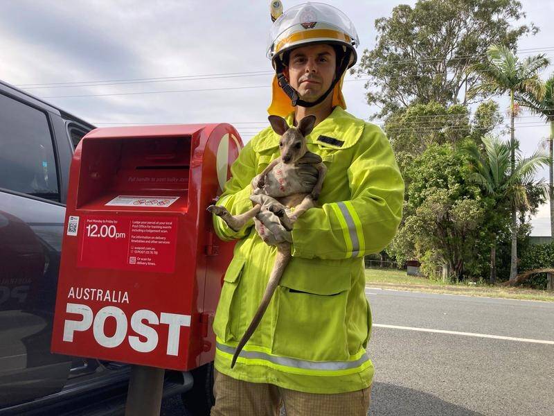 A joey stuffed in a Queensland post box will now be raised by a wildlife carer.