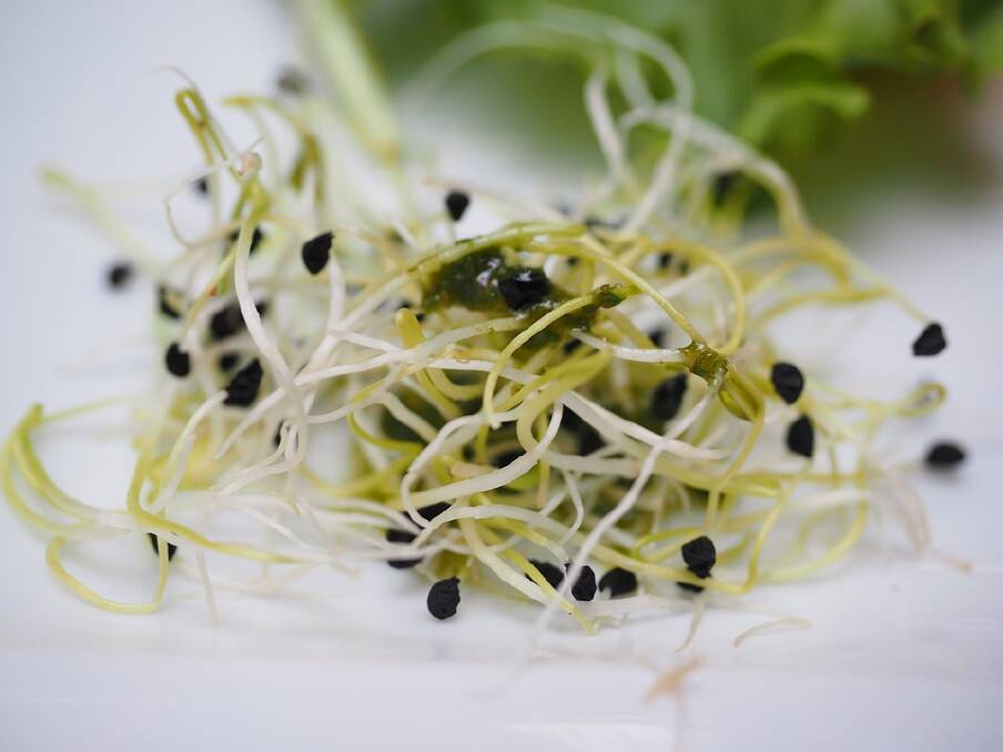 HEALTH WARNING: South Australians warned about salmonella risk from eating alfalfa sprouts.