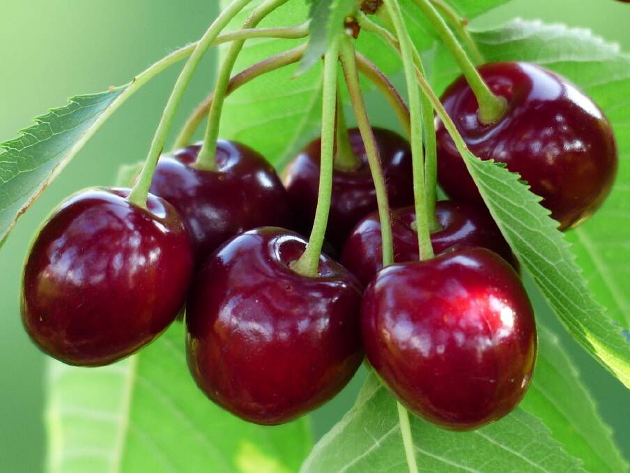 Research soon to begin on the anti-inflammatory properties of sweet cherries.