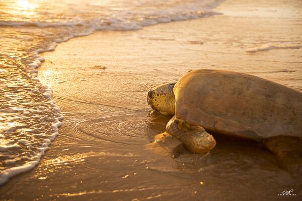 SEE THE SEA LIFE - Turtles nest and hatch on the Bundaberg coast from November to March.