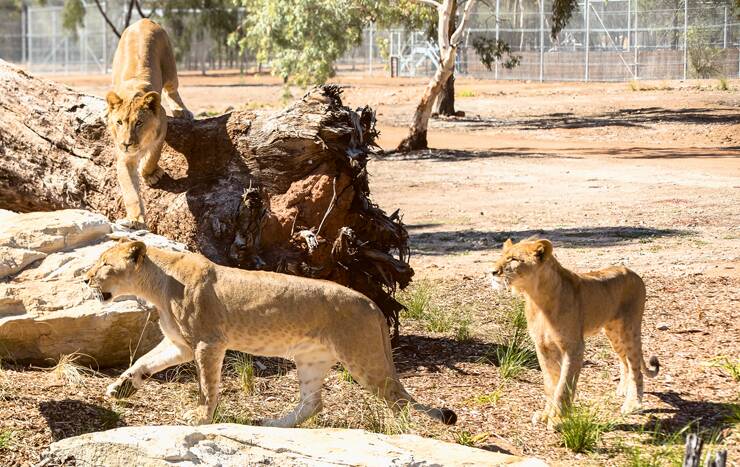 IN CLEAR LION OF SIGHT – See the big cats of Taronga Western Plains Zoo in their new home. Photo: Rick Stevens