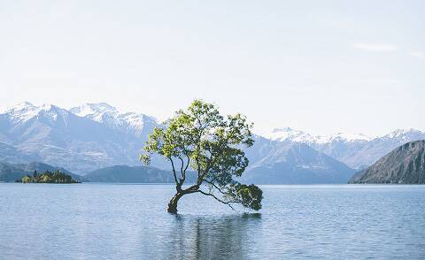 Wanaka's remarkable tree. Photo: Of two lands.