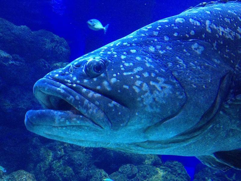 Cairns Aquarium's Chang the grouper stopped eating for more than a week once virus lockdowns began.