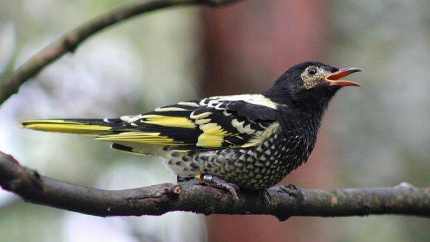 About a third of NSW's bird species, including the regent honeyeater, are endangered and offsets may not be able to halt the decline. Photo: Paul Fahy, Taronga Zoo