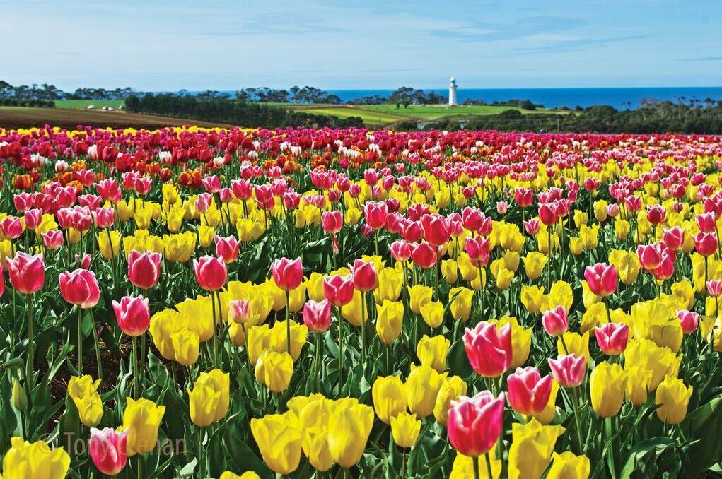 The tulips are bloomin' in Tassie.