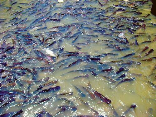 Thousands of catfish in the klongs waiting to be cooked and eaten.