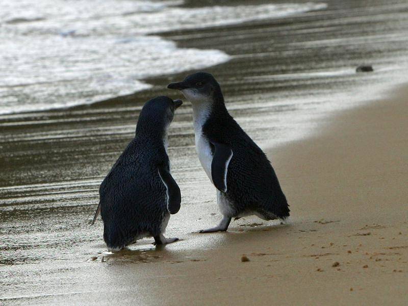 There have been no penguin deaths on Tasmania's southern Bruny Island thanks to under road tunnels.