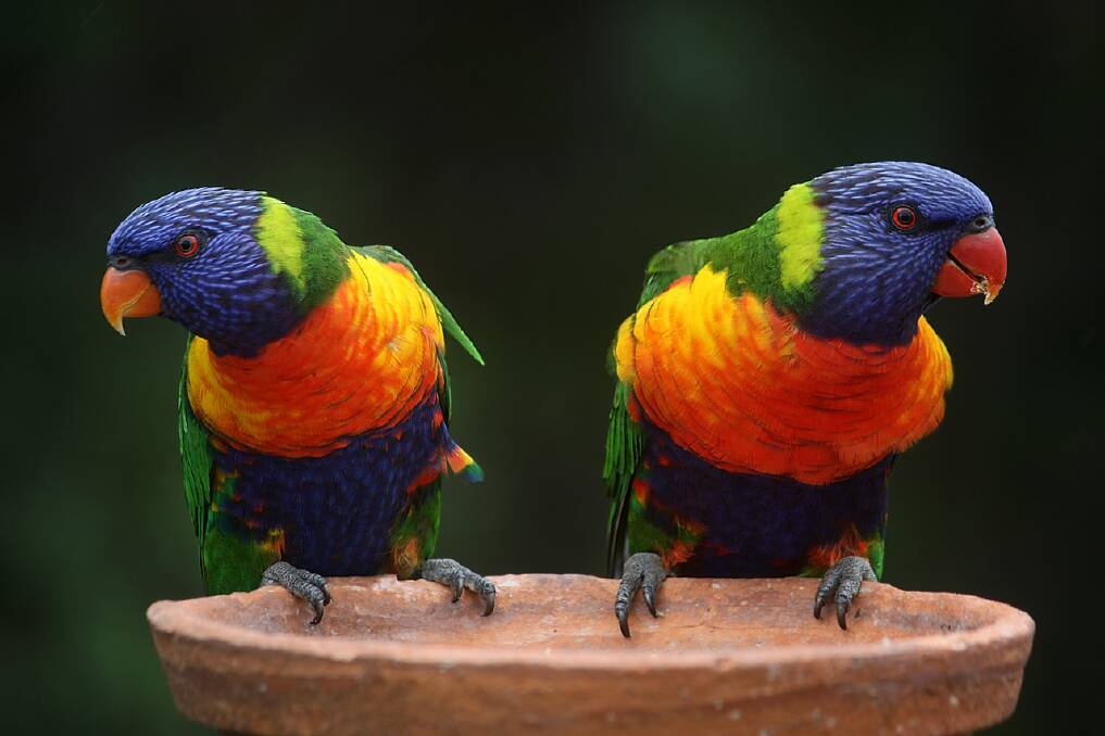 Rainbow lorikeets seem to prioritise food over birdbaths.