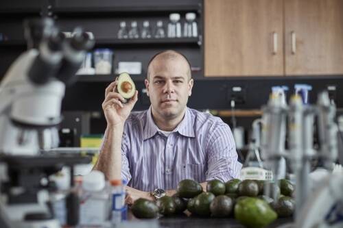Fighting leukaemia with avocados - Professor Paul Spagnuolo. Photo Light Imaging/University of Waterloo.