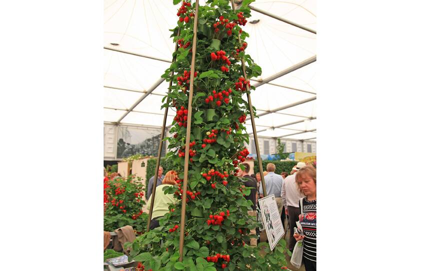 HEIGHT OF GOODNESS – A strawberry tower. Photo: Paul Lucas