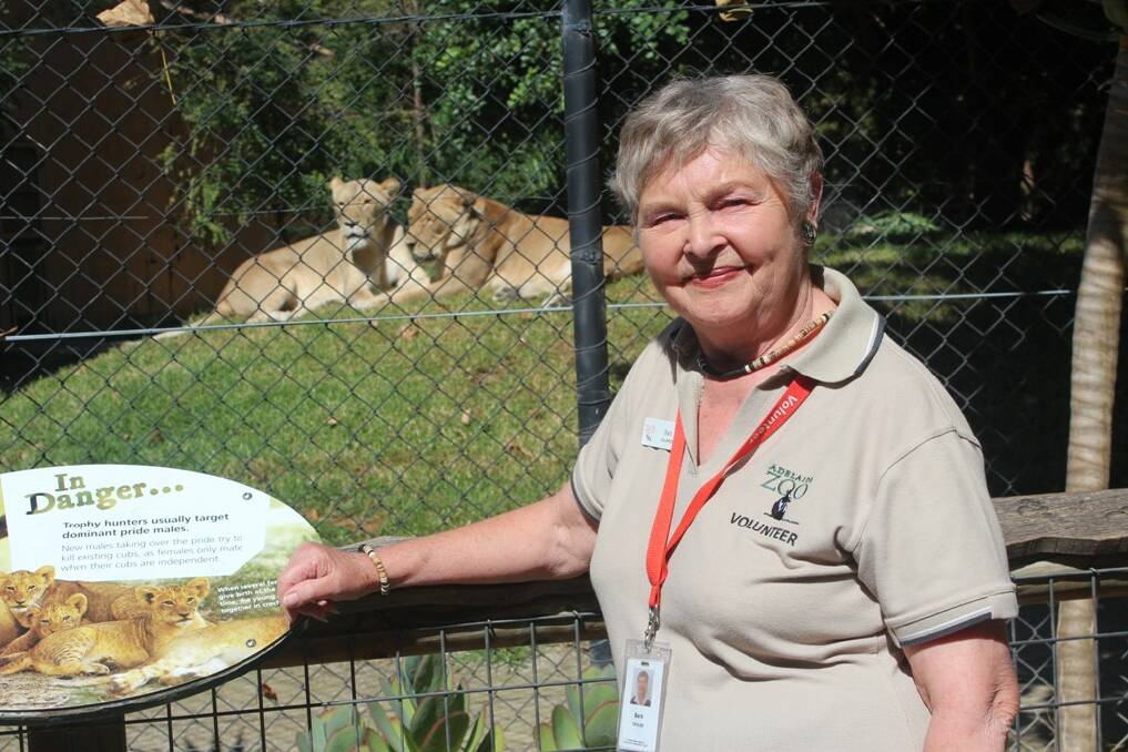 EASY JOB –  Volunteer Barb Taylor is known as The Lion Lady for her love of the lions at Adelaide Zoo.
