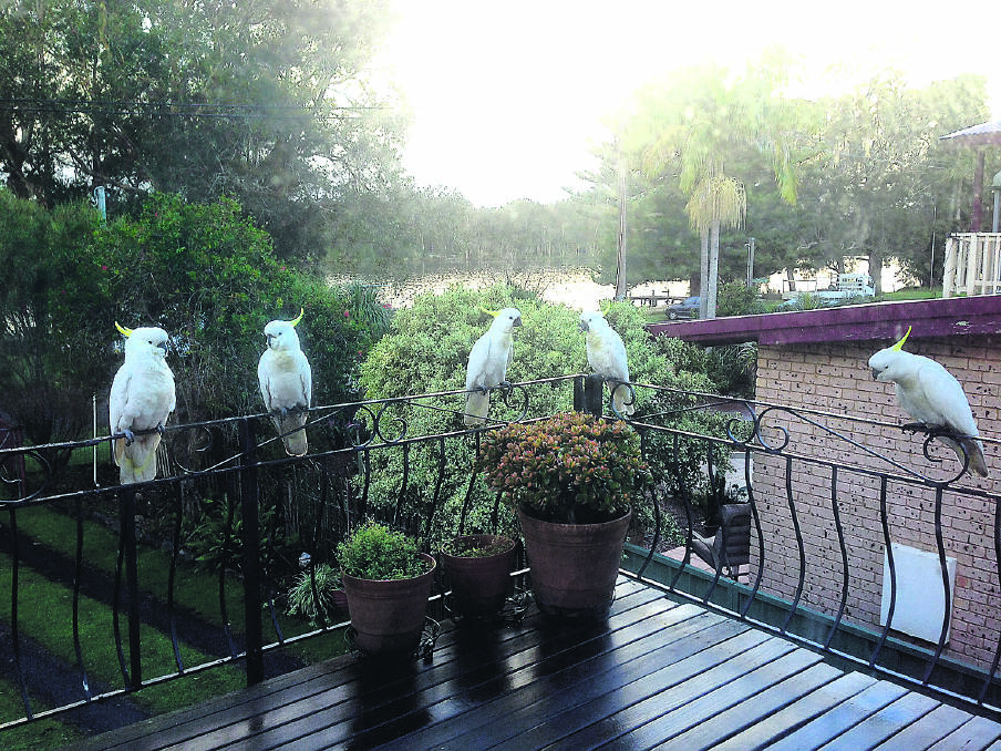 MORE THAN A COCKATOO – Five, in fact, shoot the breeze on a home owners’ fence.