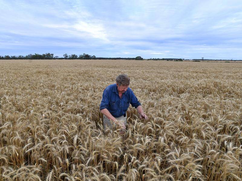 It's been a bumper year for many wheat farmers as crop yields hit "once in a lifetime" levels. (Dean Lewins/AAP PHOTOS)
