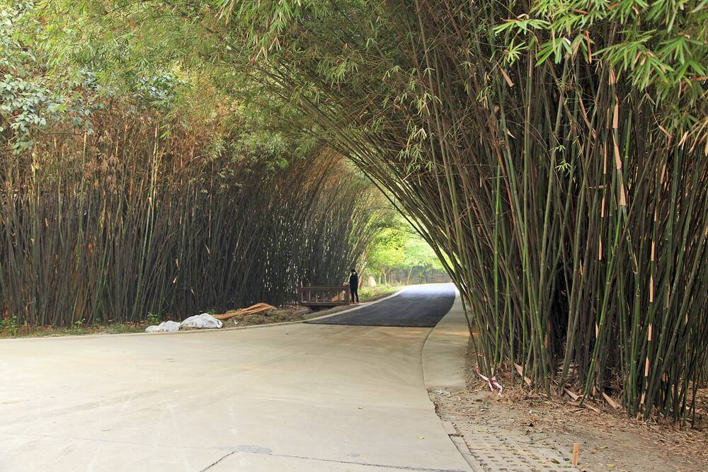 VERSATILE – Bamboo. Photo: Paul Lucas
