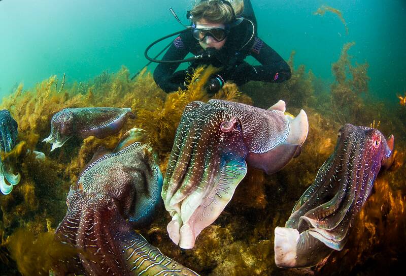 MATING MADNESS – Giant Australian cuttlefish will soon mass in their thousands for the annual breeding season. Photo courtesy of Experiencing Marine Sanctuaries.