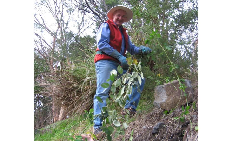 ONE WEED AT A TIME – Gavin Wright has received Bushcare’s Golden Secateurs Award for his dedication. Photo courtesy City of Hobart