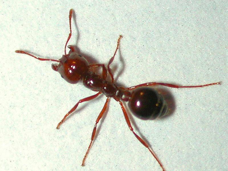 Fire ants could do more damage to our agriculture than all of the worst invasive pests combined. (Dept. Of Primary Industries/AAP PHOTOS)