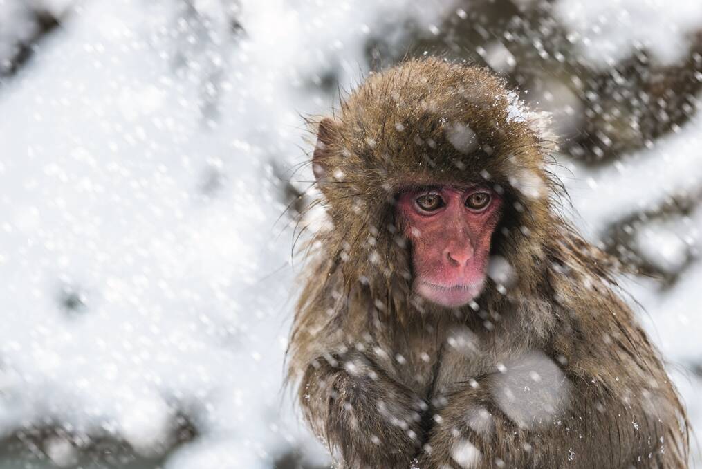 See the beautiful snow monkeys in Japan.