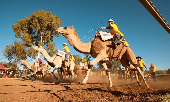 HUMP DAY – Camels packed at the start of the Camel Cup. Photo: Glenn Campbell