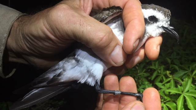 Several white-faced storm petrels had been seen emerging from their underground burrows. Photo: Office of Environment and Heritage