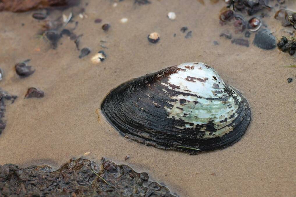 A synthetic protein based on the glue mussels use to attach themselves to rocks may become a new treatment for wounds.