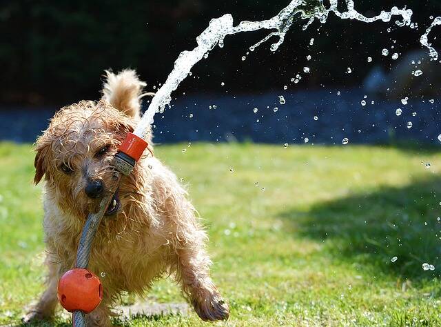 HOT DOG - Pet owners are being urged to help man's best friend beat the heat this summer.