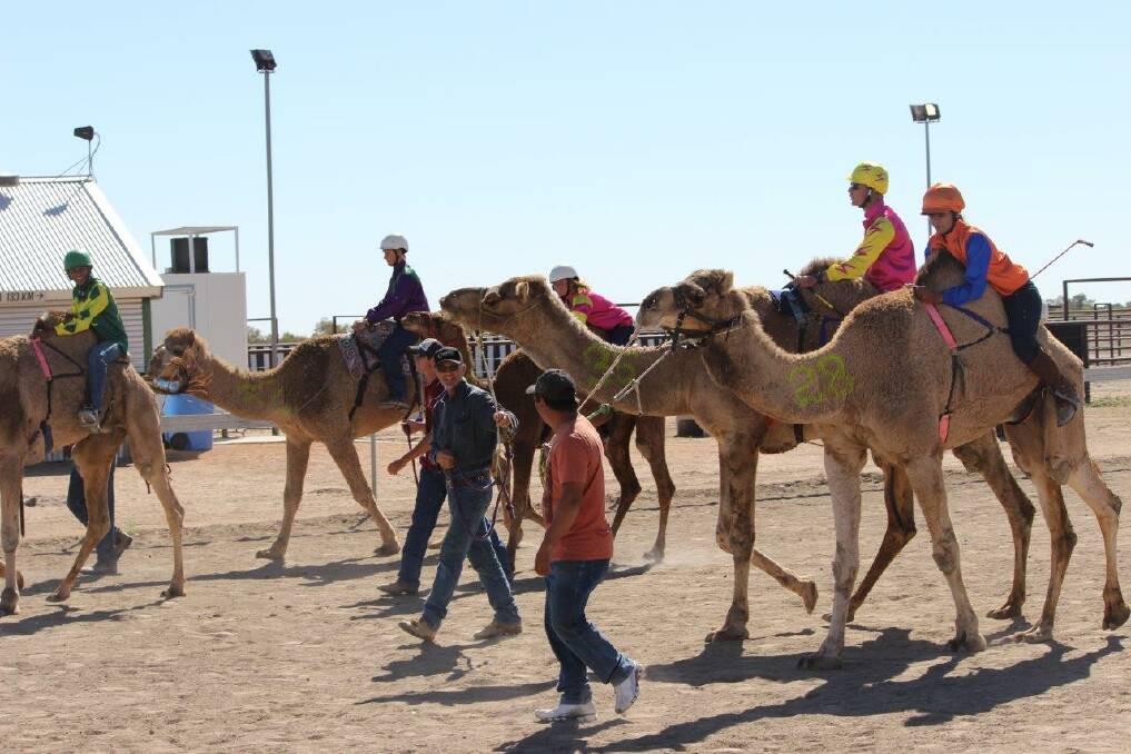 HELLO, JOE, WHAT DO YOU  KNOW? – The camels are ready to race in Bedourie.