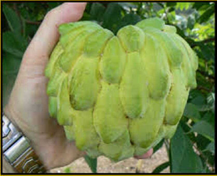 CUSTARD APPLES - Sweet and full of goodness