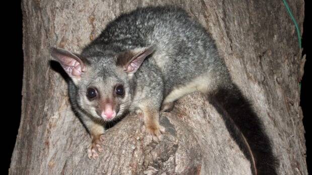 Crooks are targeting older residents, promising to repair their homes or remove possums from roofs before stealing from them. Photo: supplied