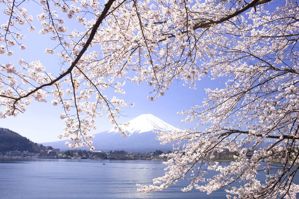Cherry blossom time the best time in Japan.