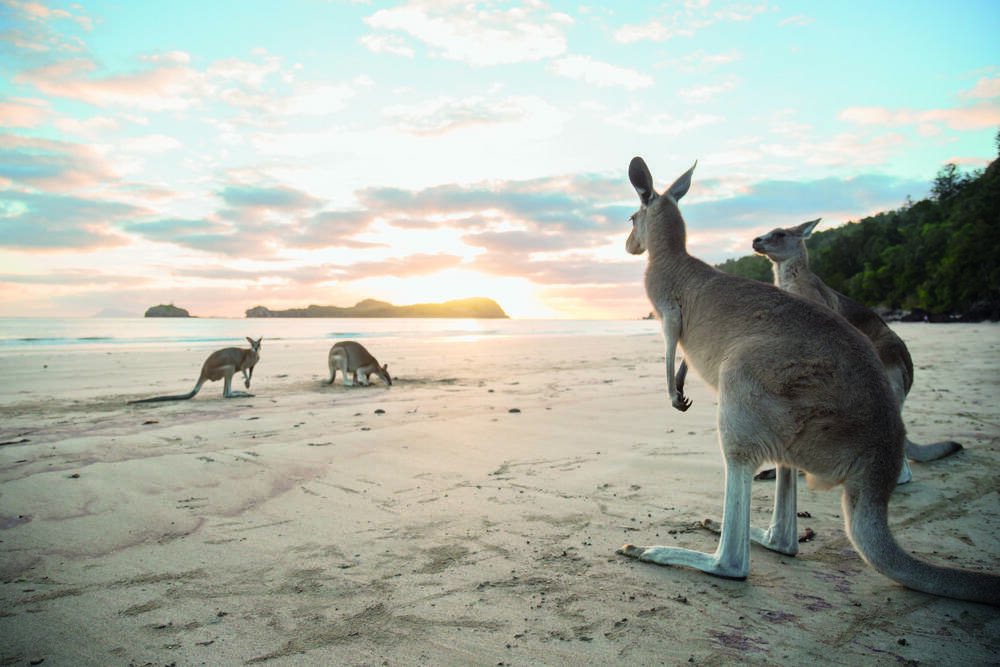 GOOD MORNING – Watch sunrise with the locals at Cape Hillsborough.  Photo: Tourism and Events Queensland.