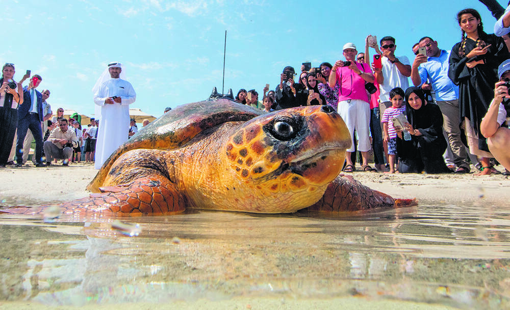 PROGRAM SUCCESS – A hawksbill turtle is released from Emirates Palace Beach.