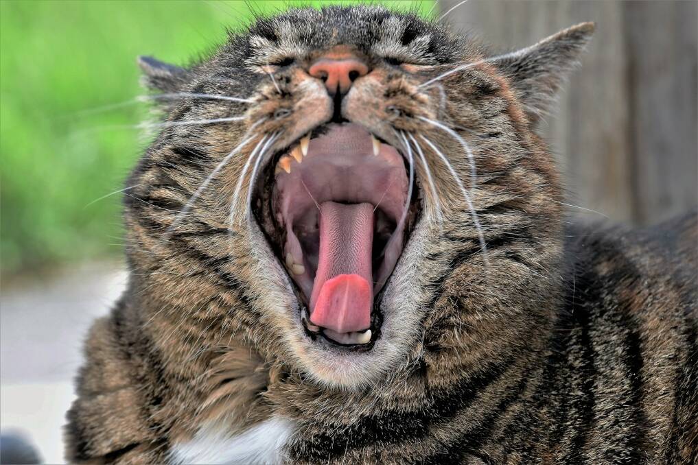Yawning increases our alertness.
