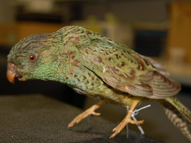 Night parrots are not as well-adapted to life in the dark compared to other nocturnal species.