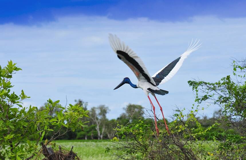 Enjoy the bird life in Kakadu.