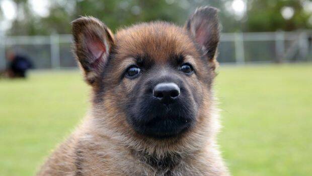 The Queensland Police Service has asked for public help naming its latest litter of puppies. Photo: QPS Media