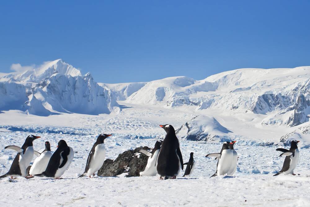 See the resident penguins on a 27 night cruise to Antarctica.