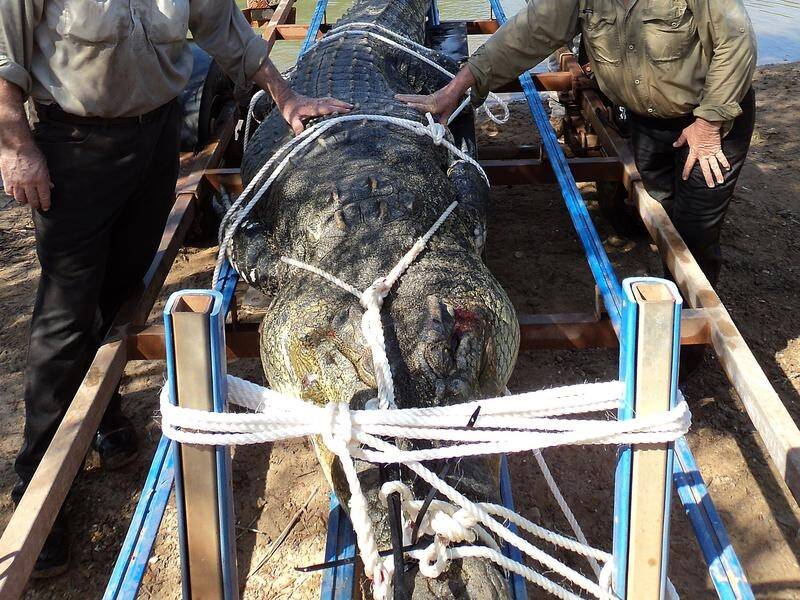 A saltwater crocodile almost five metres long has been caught in a NT river.