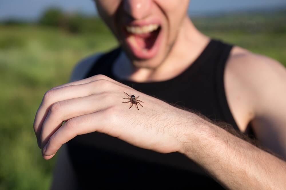Would you know what to do if you were bitten by a spider?