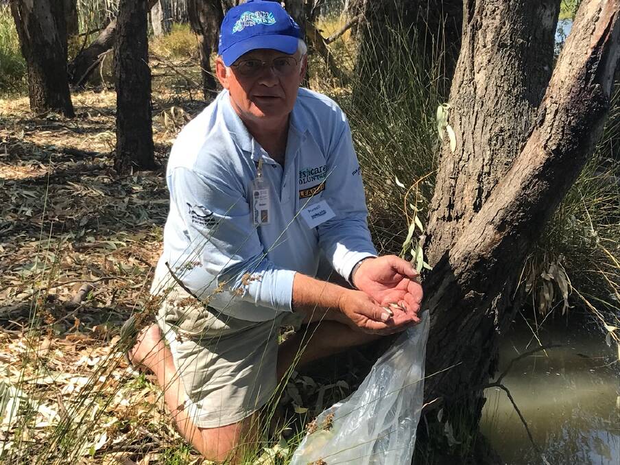 A LIFE WITH PURPOSE – Russell Spencer releases golden perch fingerlings into the Murrumbidgee River at Gogeldrie Weir.